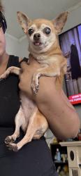 Found/Stray Female Dog last seen N 4th street, Harrisburg, PA 17113