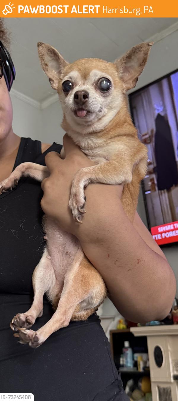 Found/Stray Female Dog last seen N 4th street, Harrisburg, PA 17113