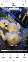 Lost Male Dog last seen Ann Street, Columbus, OH 43207