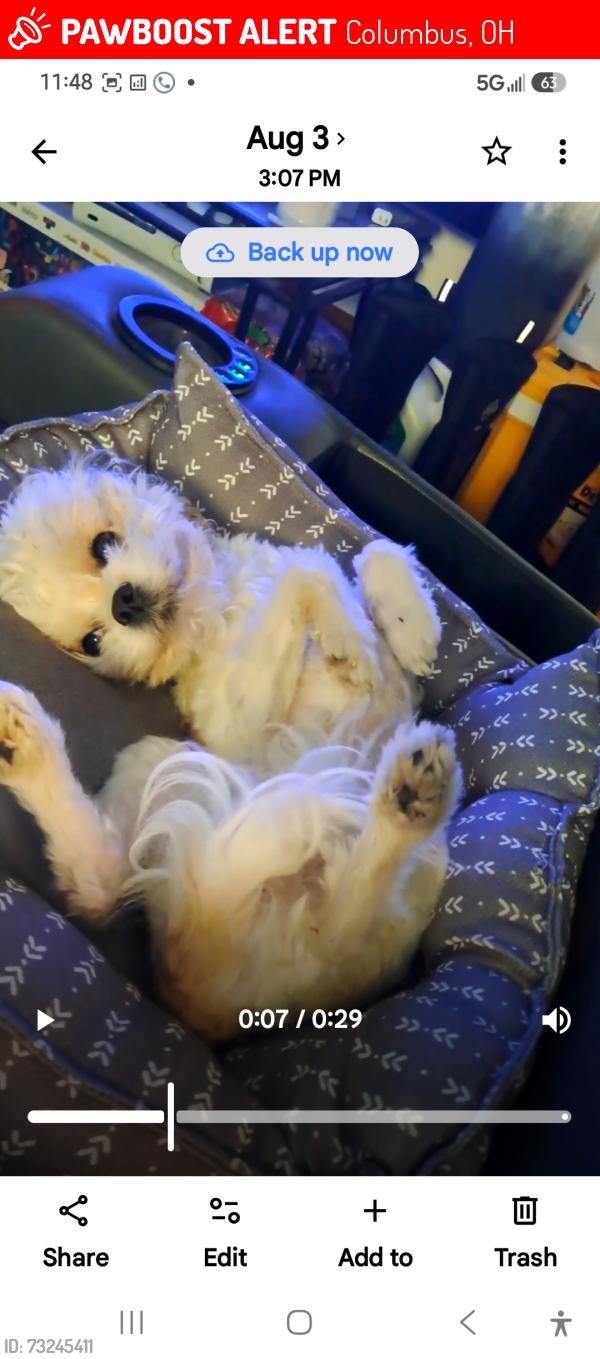 Lost Male Dog last seen Ann Street, Columbus, OH 43207