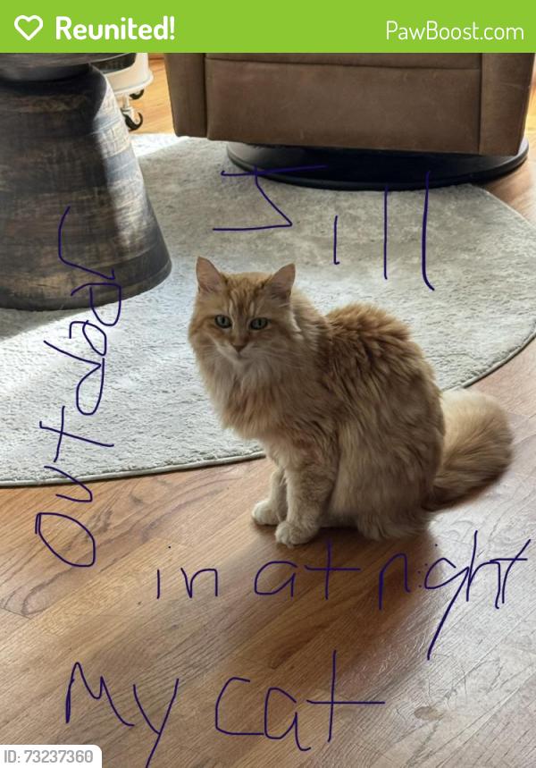 Reunited Female Cat last seen Huntcliff dr and stallings rd, Taylors, SC 29687