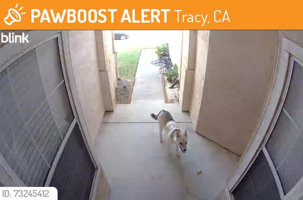 Found/Stray Unknown Dog last seen Tennis Lane, Corral Hollow Rd, Tracy, CA 95376