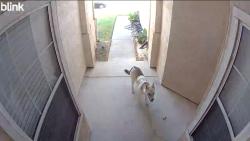 Found/Stray Unknown Dog last seen Tennis Lane, Corral Hollow Rd, Tracy, CA 95376