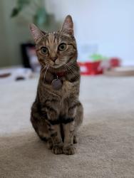 Lost Female Cat last seen Home, Greater London, England BR2