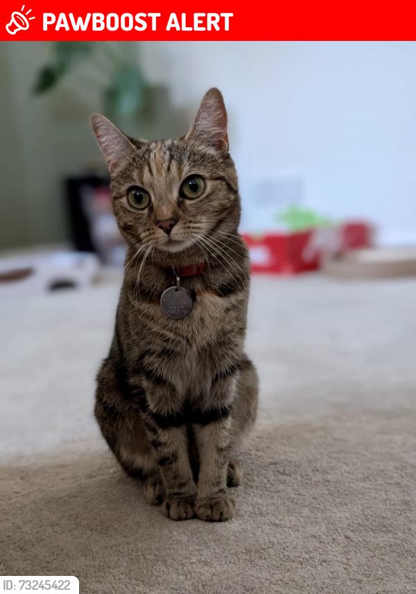 Lost Female Cat last seen Home, Greater London, England BR2
