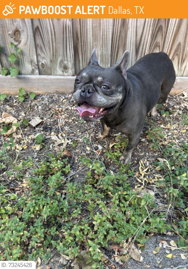 Found/Stray Male Dog last seen Beckley & beckleywood, Dallas, TX 75224