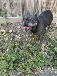 Found/Stray Male Dog last seen Beckley & beckleywood, Dallas, TX 75224