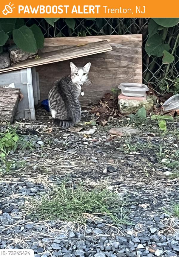 Found/Stray Unknown Cat last seen Gravel parking lot, Trenton, NJ 08638