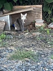 Found/Stray Unknown Cat last seen Gravel parking lot, Trenton, NJ 08638