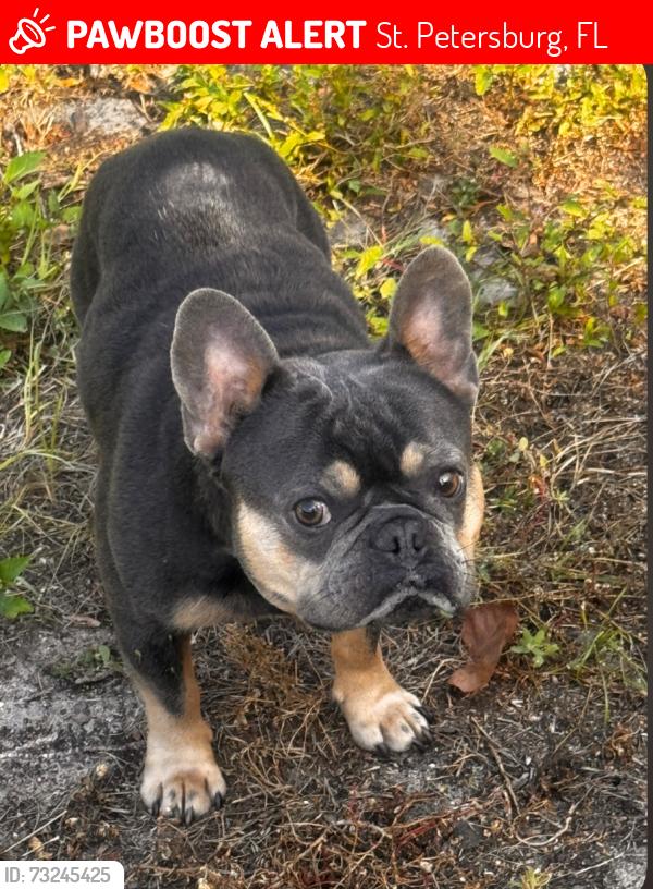 Lost Male Dog last seen Mortola Dr., St. Petersburg, FL 33702