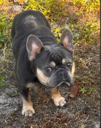 Lost Male Dog last seen Mortola Dr., St. Petersburg, FL 33702