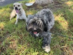 Reunited Female Dog last seen Lincoln Avenue and Blue Crest Street, Corona, CA 92882