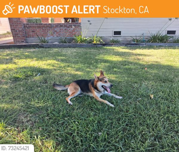 Found/Stray Male Dog last seen Victory Park, Stockton, CA 95202
