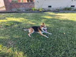 Found/Stray Male Dog last seen Victory Park, Stockton, CA 95202