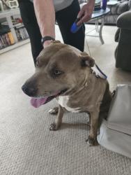 Found/Stray Female Dog last seen Pheasant Run neighborhood, Aurora, CO 80015