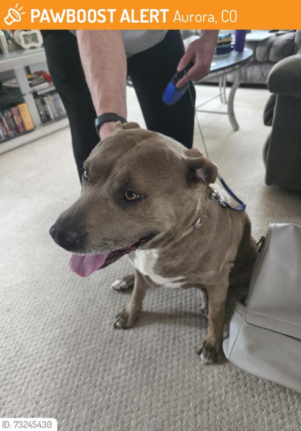 Found/Stray Female Dog last seen Pheasant Run neighborhood, Aurora, CO 80015