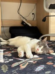 Found/Stray Male Cat last seen Broad Rock Blvd, Richmond, VA 23224