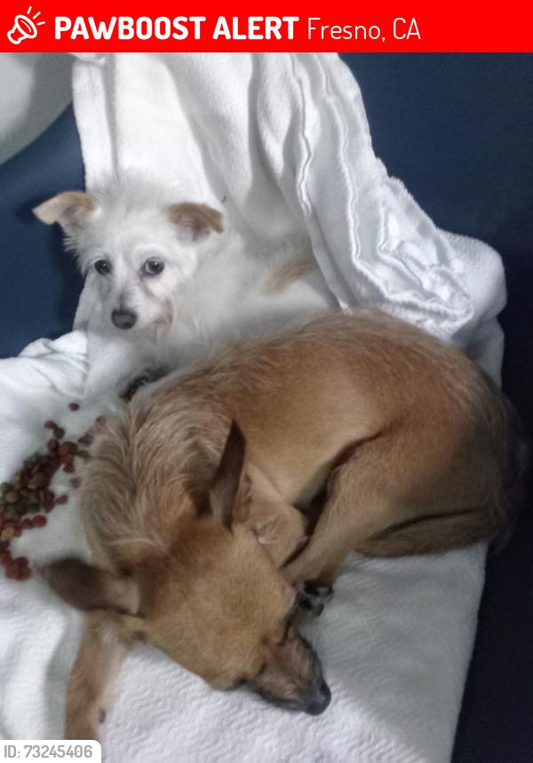 Lost Female Dog last seen Olive and Abby near the McDonald's, Fresno, CA 93703