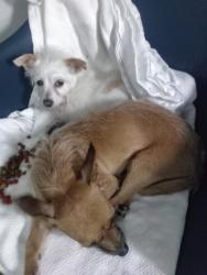 Lost Female Dog last seen Olive and Abby near the McDonald's, Fresno, CA 93703