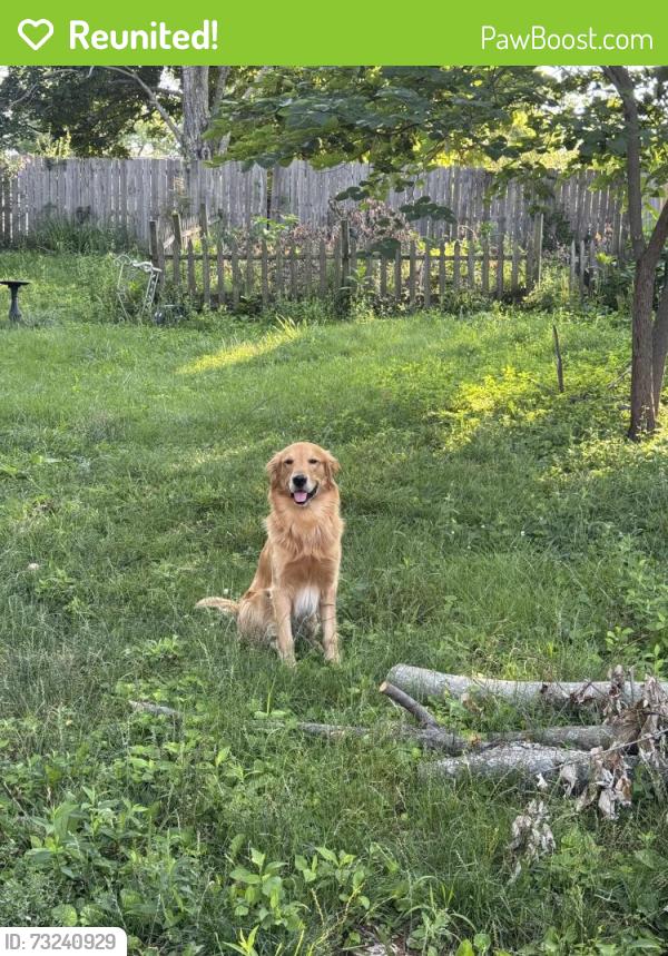 Reunited Male Dog last seen Strader drive and east new circle, Lexington, KY 40505