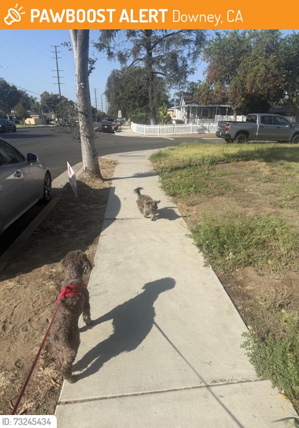Found/Stray Male Dog last seen Downey and imperial, Downey, CA 90242