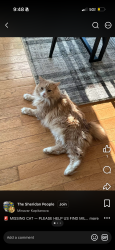 Lost Male Cat last seen Clover hill road and orbe avenue by the roundabout and church of redeemer, Indian Trail, NC 28079