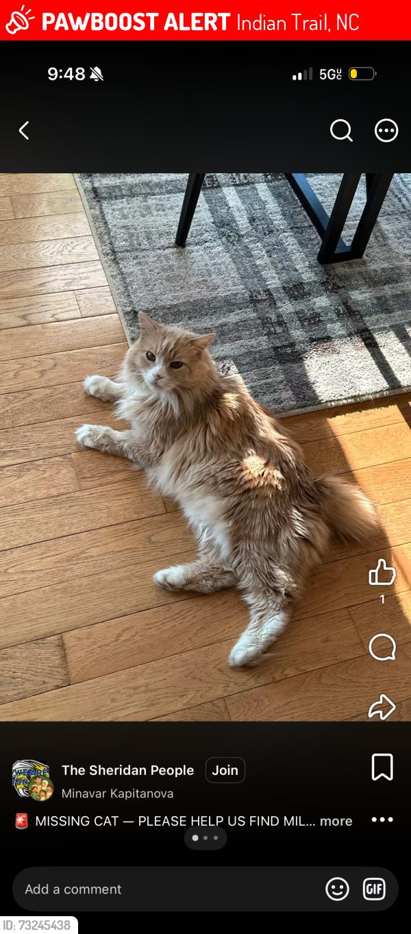 Lost Male Cat last seen Clover hill road and orbe avenue by the roundabout and church of redeemer, Indian Trail, NC 28079