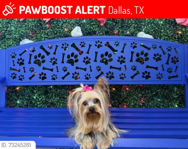 Lost Female Dog last seen N Acres and Elam, Dallas, TX 75217