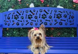 Lost Female Dog last seen N Acres and Elam, Dallas, TX 75217