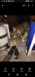 Lost Female Cat last seen Near plumer street, Wausau, WI 54403