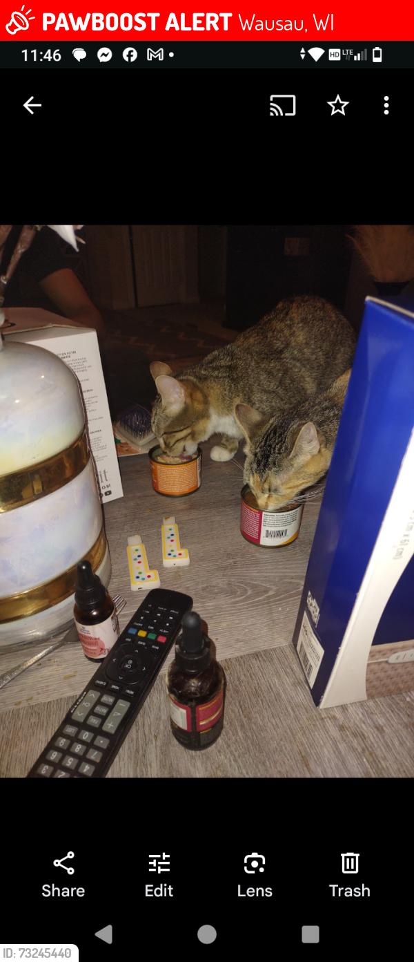 Lost Female Cat last seen Near plumer street, Wausau, WI 54403