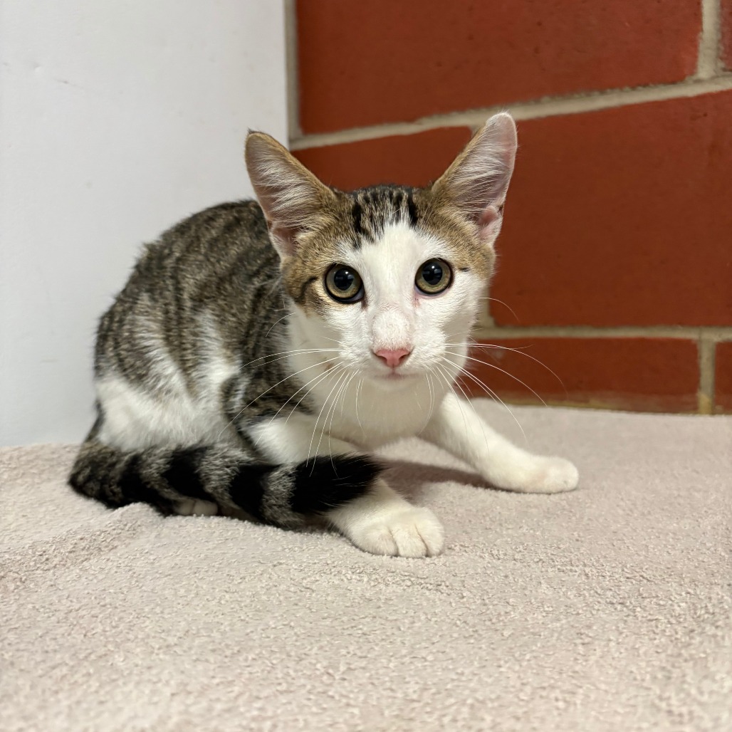Shelter Stray Male Cat last seen , 2951 S 1st St, Cabot, AR 72023, USA