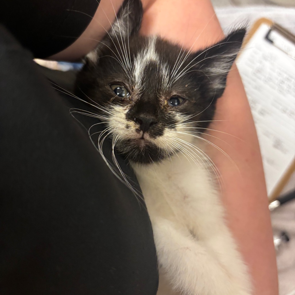Shelter Stray Male Cat last seen , 54687 Co Rd 19, Bristol, IN 46507, USA