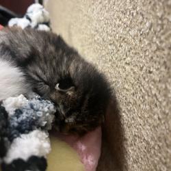 Shelter Stray Male Cat last seen , 54687 Co Rd 19, Bristol, IN 46507, USA