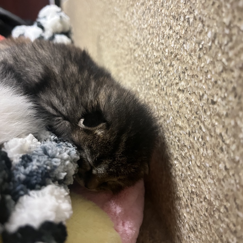 Shelter Stray Male Cat last seen , 54687 Co Rd 19, Bristol, IN 46507, USA