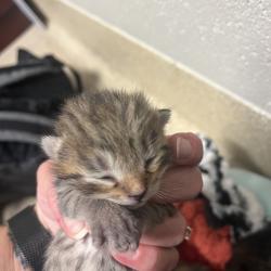 Shelter Stray Female Cat last seen , 54687 Co Rd 19, Bristol, IN 46507, USA