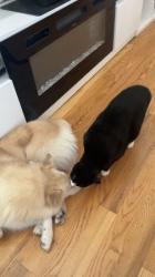 Reunited Male Dog last seen Keeseville Avenue & Farmers Blvd, Queens, NY 11412