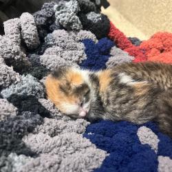 Shelter Stray Female Cat last seen , 54687 Co Rd 19, Bristol, IN 46507, USA