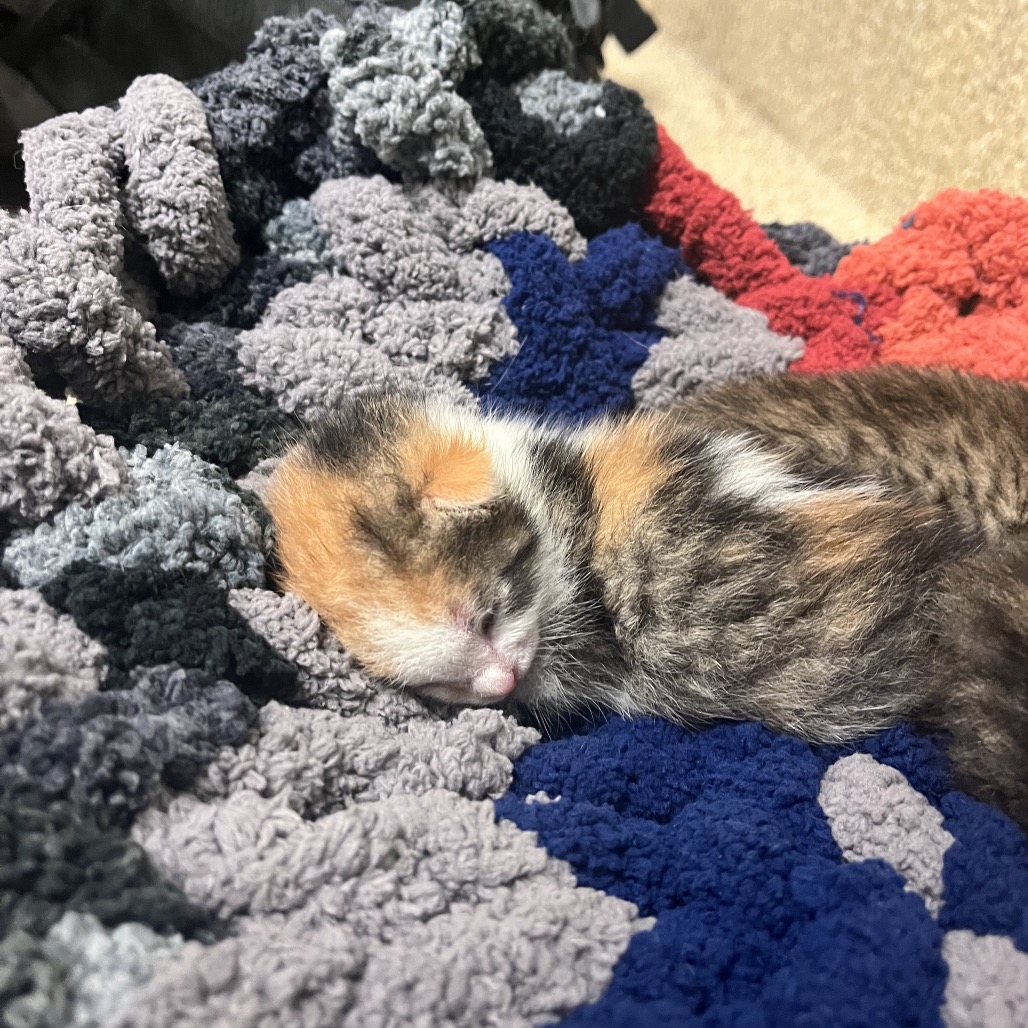 Shelter Stray Female Cat last seen , 54687 Co Rd 19, Bristol, IN 46507, USA