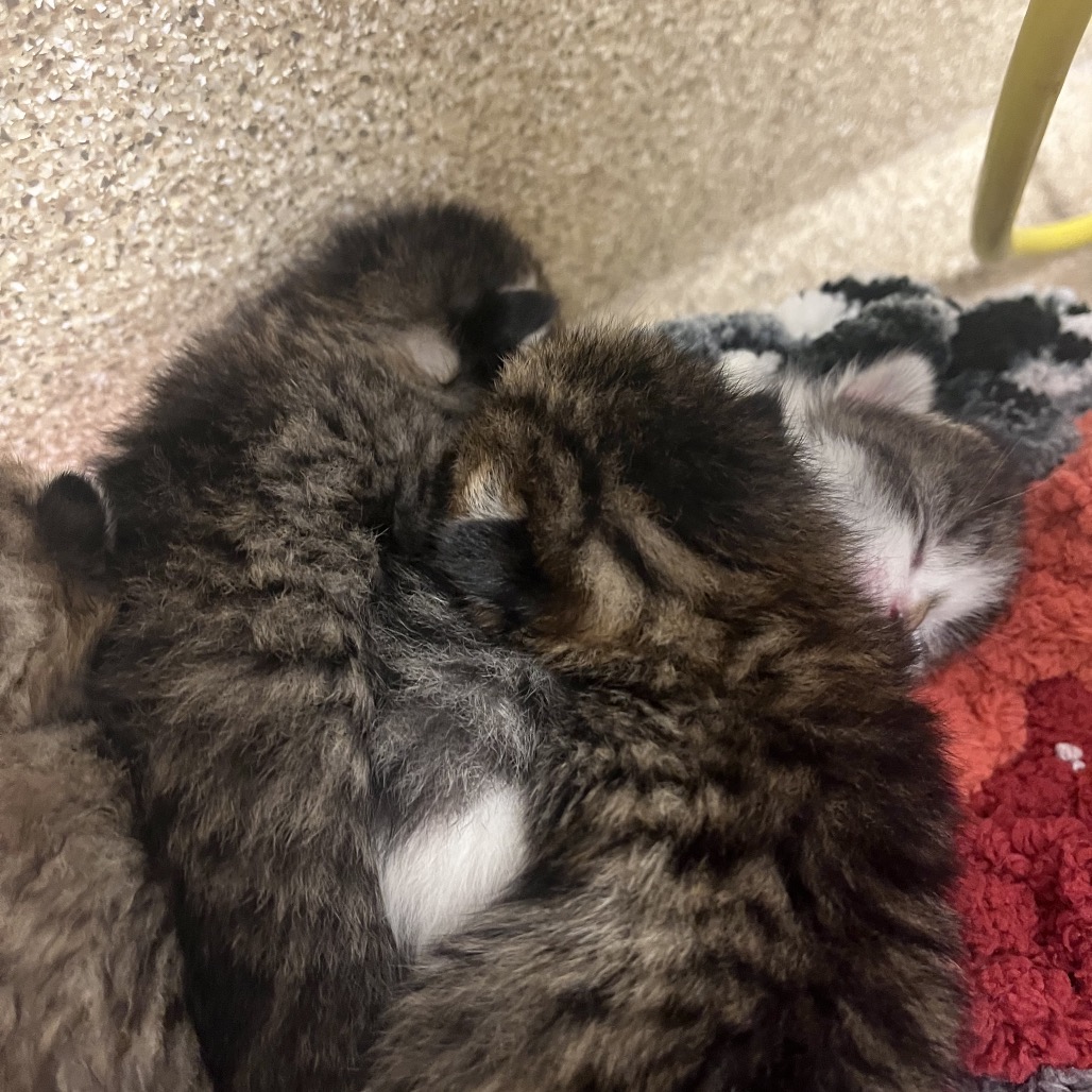 Shelter Stray Male Cat last seen , 54687 Co Rd 19, Bristol, IN 46507, USA