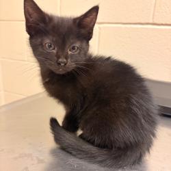 Shelter Stray Female Cat last seen , 54687 Co Rd 19, Bristol, IN 46507, USA