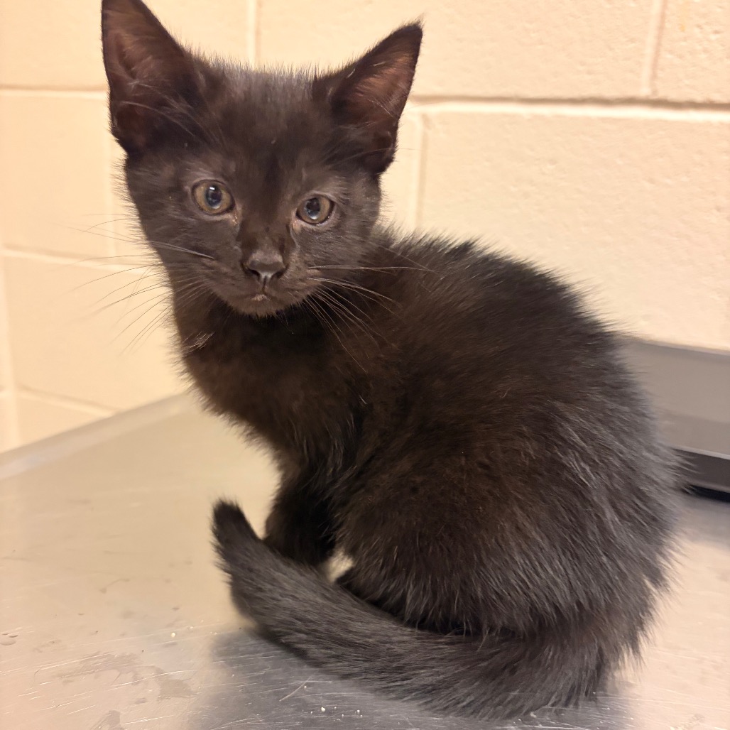 Shelter Stray Female Cat last seen , 54687 Co Rd 19, Bristol, IN 46507, USA