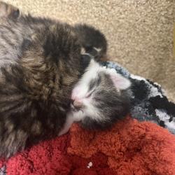 Shelter Stray Female Cat last seen , 54687 Co Rd 19, Bristol, IN 46507, USA