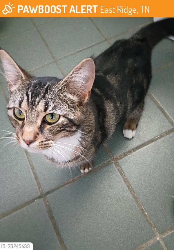 Found/Stray Unknown Cat last seen OLPH, and south Terrance, East Ridge, TN 37412