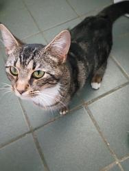 Found/Stray Unknown Cat last seen OLPH, and south Terrance, East Ridge, TN 37412