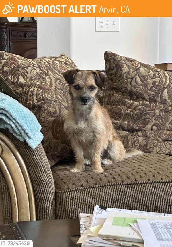 Found/Stray Female Dog last seen Arvin, CA, Arvin, CA 93203