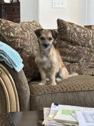 Found/Stray Female Dog last seen Arvin, CA, Arvin, CA 93203