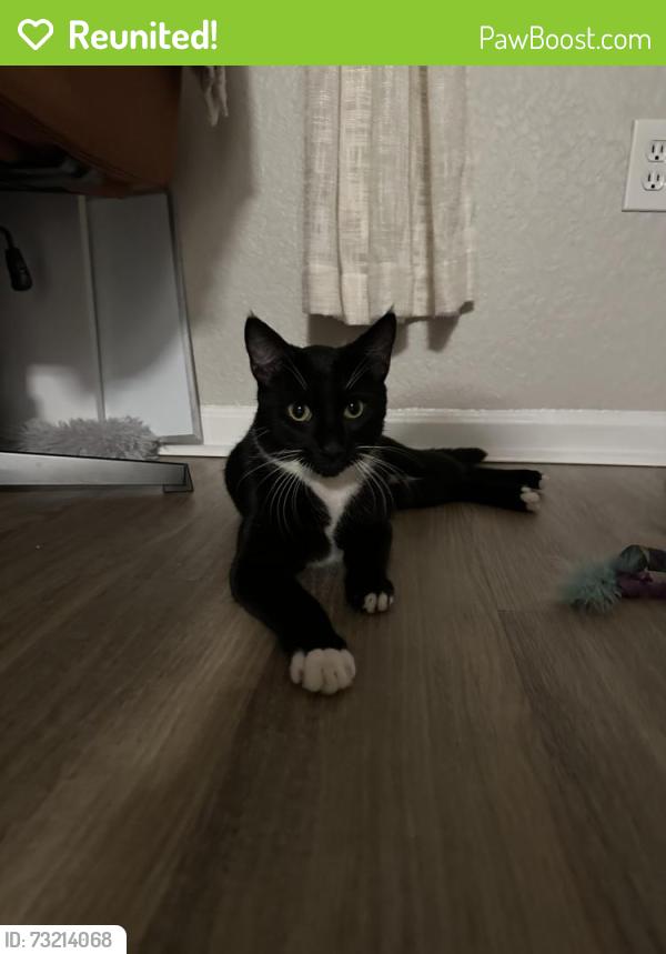 Reunited Male Cat last seen Near via royale, Jupiter, FL 33458