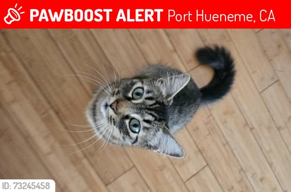 Lost Female Cat last seen Clara street and ponoma, Port Hueneme, CA 93041