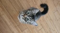 Lost Female Cat last seen Clara street and ponoma, Port Hueneme, CA 93041